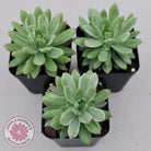Sedeveria Markus Silk Variegation