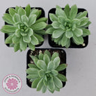 Sedeveria Markus Silk Variegation