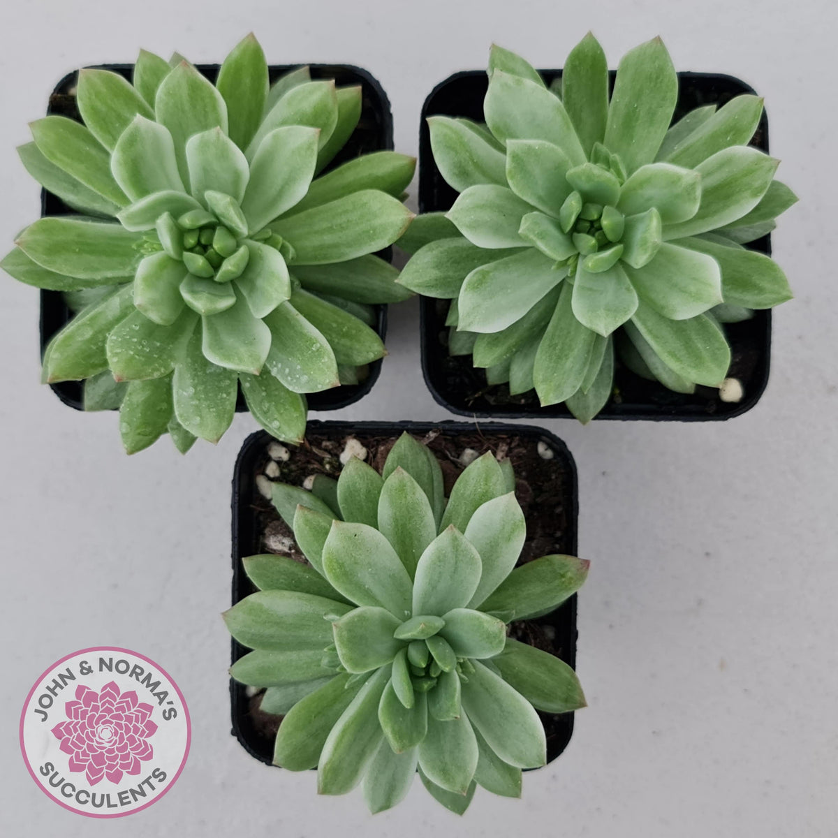 Sedeveria Markus Silk Variegation