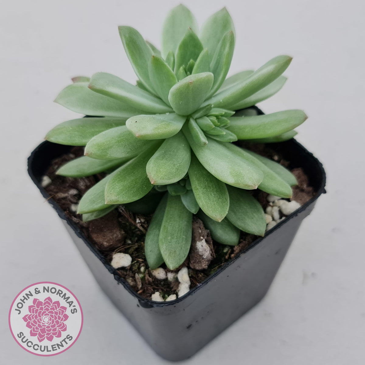 Sedeveria Markus Silk Variegation