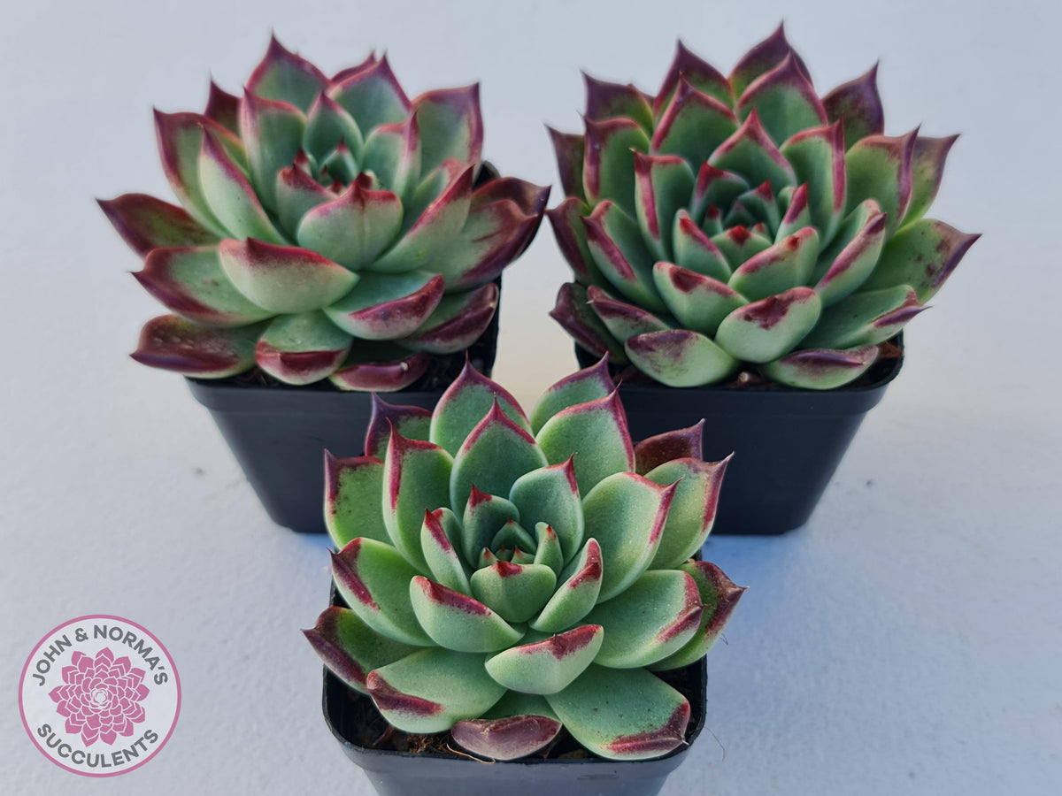 Echeveria agavoides 'Sara Bonnie'