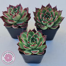 Echeveria agavoides 'Sara Bonnie'
