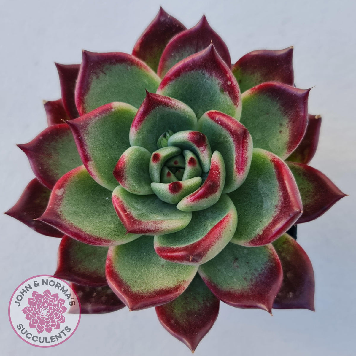 Echeveria agavoides 'Sara Bonnie'