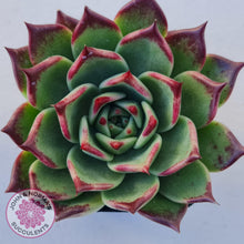 Load image into Gallery viewer, Echeveria Agavoides Sara Bonnie - John &amp; Norma&#39;s Succulents
