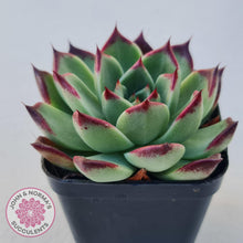 Load image into Gallery viewer, Echeveria Agavoides Sara Bonnie - John &amp; Norma&#39;s Succulents
