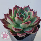 Echeveria agavoides 'Sara Bonnie'