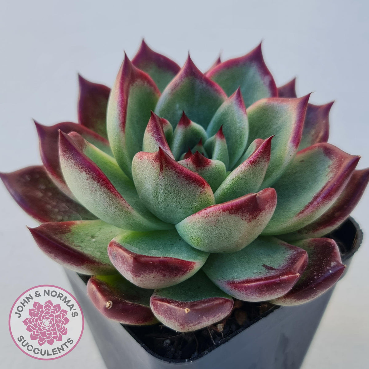 Echeveria agavoides 'Sara Bonnie'