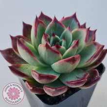 Load image into Gallery viewer, Echeveria Agavoides Sara Bonnie - John &amp; Norma&#39;s Succulents
