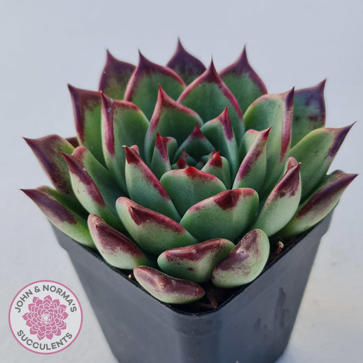 Echeveria agavoides 'Sara Bonnie'