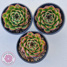 Echeveria 'Moon Stone' Korea Form