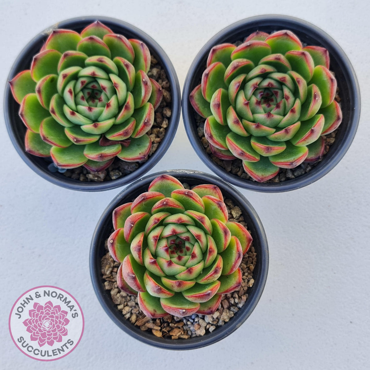 Echeveria 'Moon Stone' Korea Form