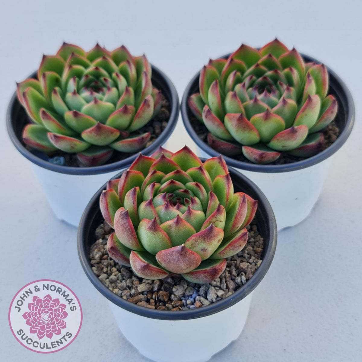 Echeveria 'Moon Stone' Korea Form