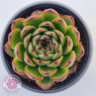 Echeveria 'Moon Stone' Korea Form