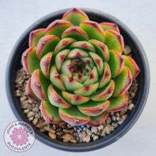 Load image into Gallery viewer, Echeveria &#39;Moon Stone&#39; Korea Form - Large - John &amp; Norma&#39;s Succulents
