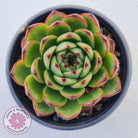 Echeveria 'Moon Stone' Korea Form