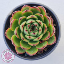 Load image into Gallery viewer, Echeveria &#39;Moon Stone&#39; Korea Form - Large - John &amp; Norma&#39;s Succulents
