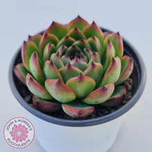 Load image into Gallery viewer, Echeveria &#39;Moon Stone&#39; Korea Form - Large - John &amp; Norma&#39;s Succulents
