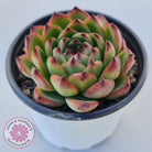 Echeveria 'Moon Stone' Korea Form
