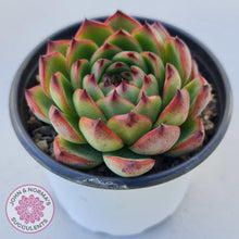 Load image into Gallery viewer, Echeveria &#39;Moon Stone&#39; Korea Form - Large - John &amp; Norma&#39;s Succulents
