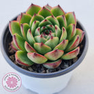 Echeveria 'Moon Stone' Korea Form
