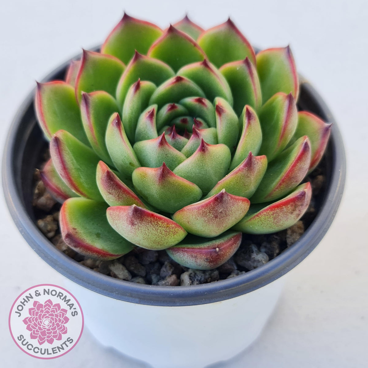 Echeveria 'Moon Stone' Korea Form