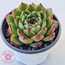 Load image into Gallery viewer, Echeveria &#39;Moon Stone&#39; Korea Form - Large - John &amp; Norma&#39;s Succulents
