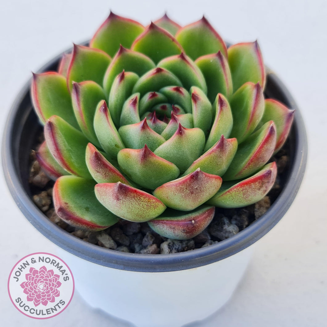 Echeveria 'Moon Stone' Korea Form - Large - John & Norma's Succulents