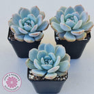 Echeveria 'Snow Angel'