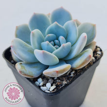 Load image into Gallery viewer, Echeveria &#39;Snow Angel&#39; - John &amp; Norma&#39;s Succulents
