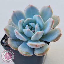 Load image into Gallery viewer, Echeveria &#39;Snow Angel&#39; - John &amp; Norma&#39;s Succulents
