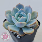 Echeveria 'Snow Angel'