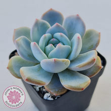 Load image into Gallery viewer, Echeveria &#39;Snow Angel&#39; - John &amp; Norma&#39;s Succulents
