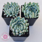 Echeveria setosa var. deminuta x nova