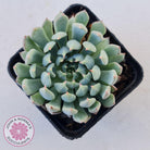 Echeveria setosa var. deminuta x nova
