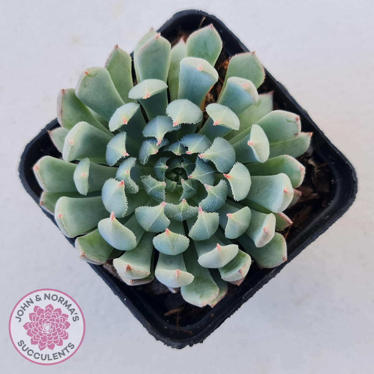 Echeveria setosa var. deminuta x nova