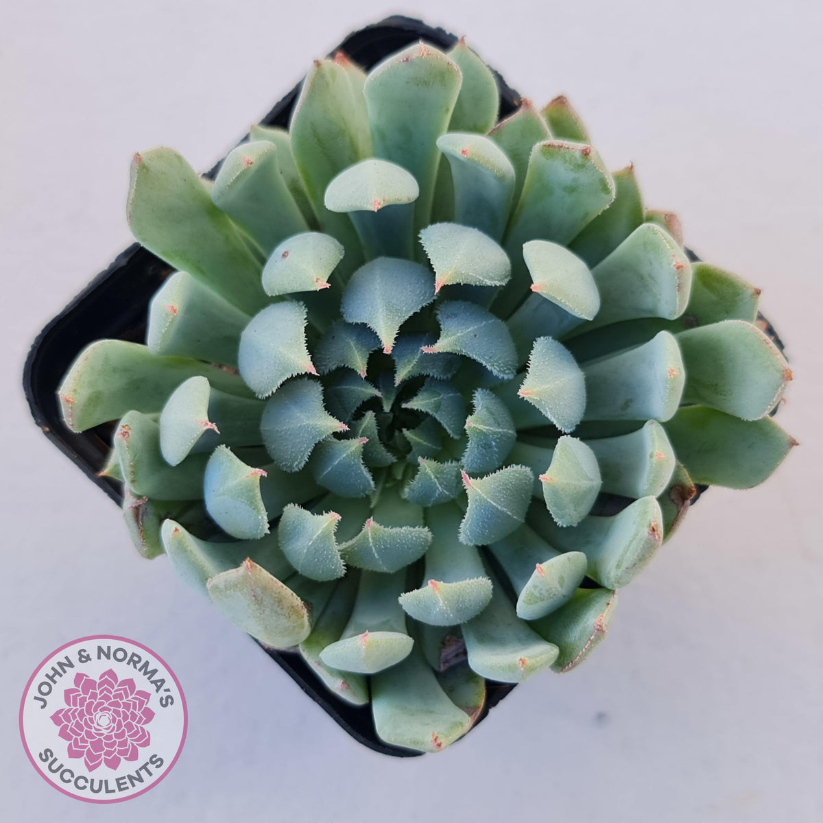Echeveria setosa var. deminuta x nova