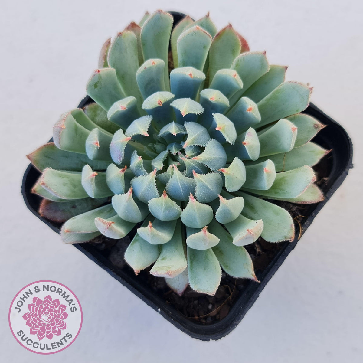 Echeveria setosa var. deminuta x nova