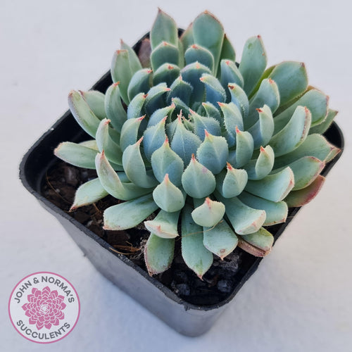 Echeveria setosa var. deminuta x nova - John & Norma's Succulents