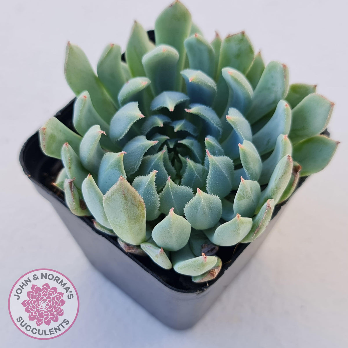 Echeveria setosa var. deminuta x nova