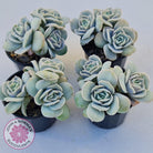 Graptoveria Lovely Rose