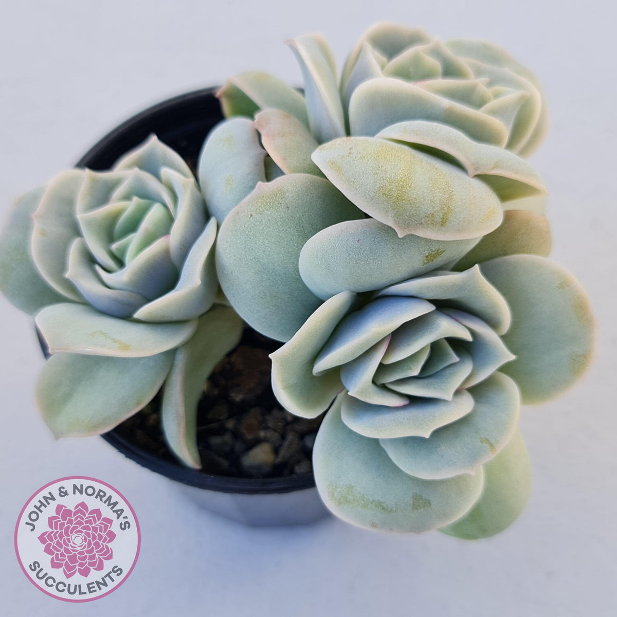 Graptoveria Lovely Rose