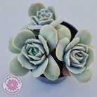 Graptoveria Lovely Rose