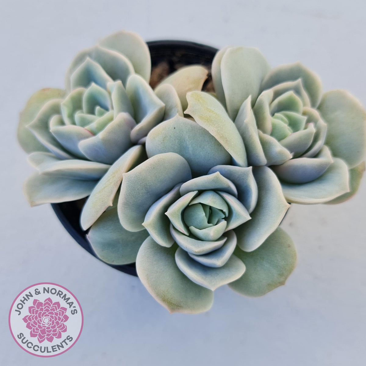 Graptoveria Lovely Rose