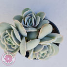 Graptoveria Lovely Rose