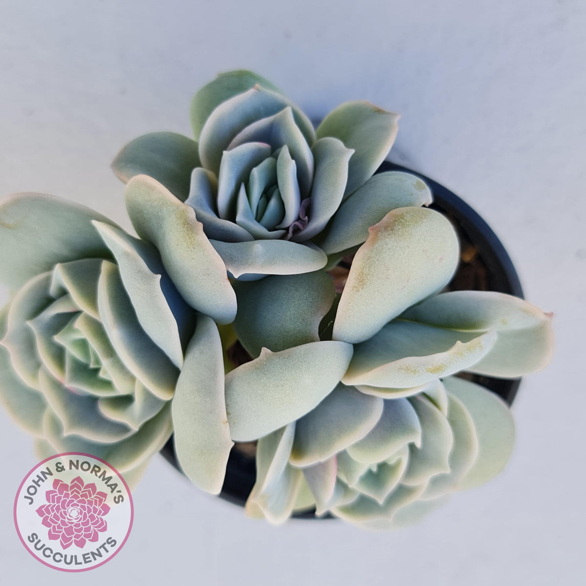 Graptoveria Lovely Rose