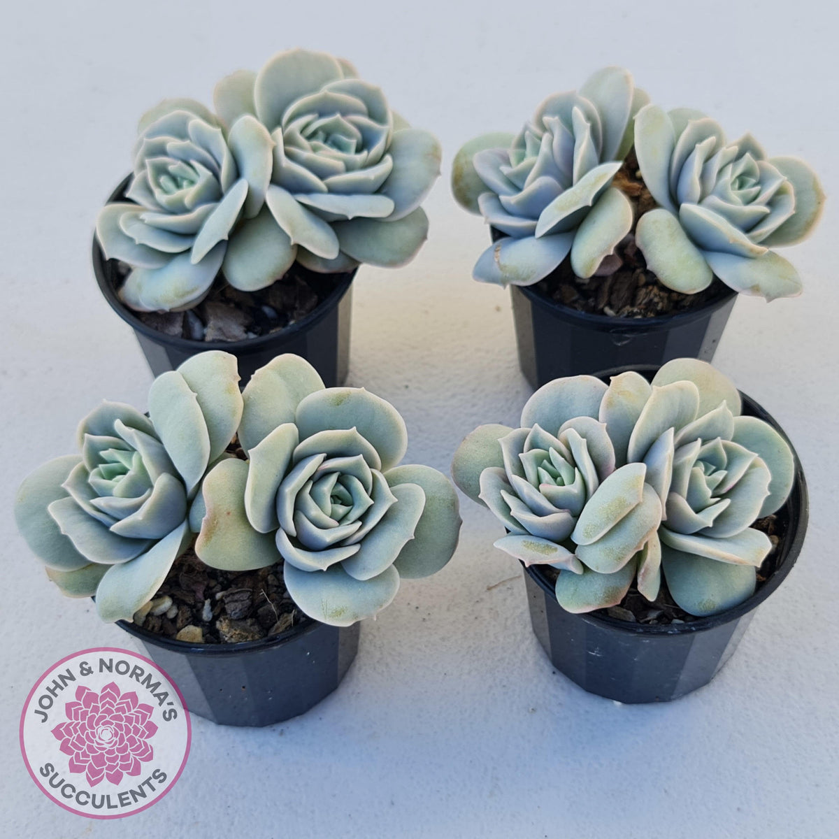 Graptoveria Lovely Rose