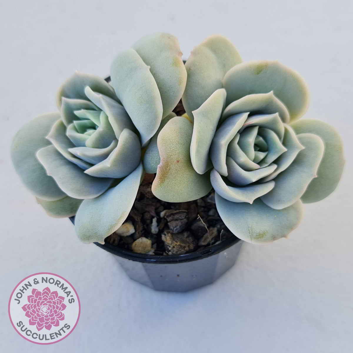 Graptoveria Lovely Rose