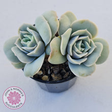 Load image into Gallery viewer, Graptoveria Lovely Rose - John &amp; Norma&#39;s Succulents
