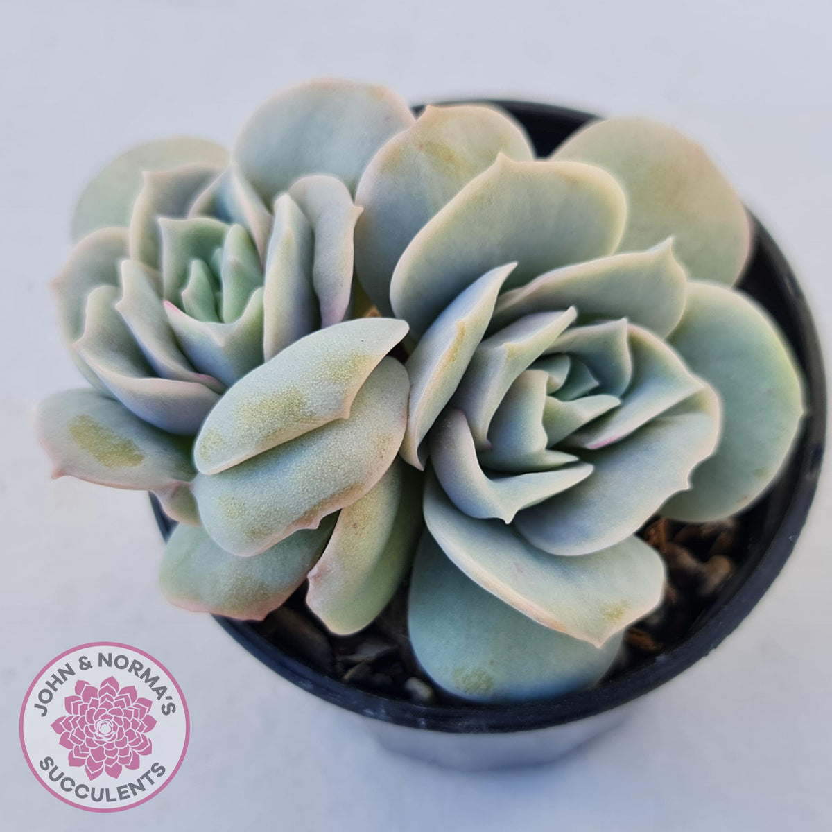 Graptoveria Lovely Rose