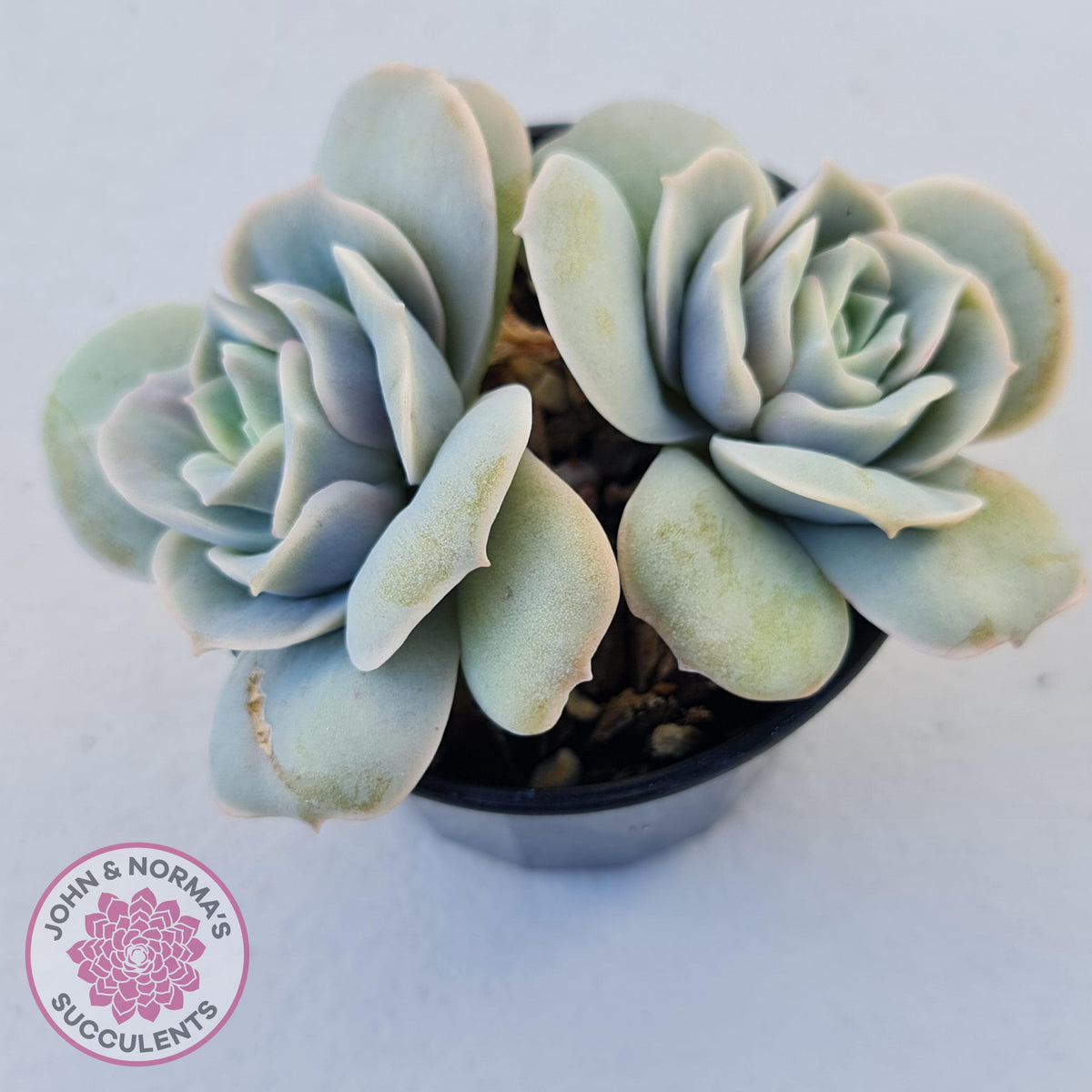 Graptoveria Lovely Rose